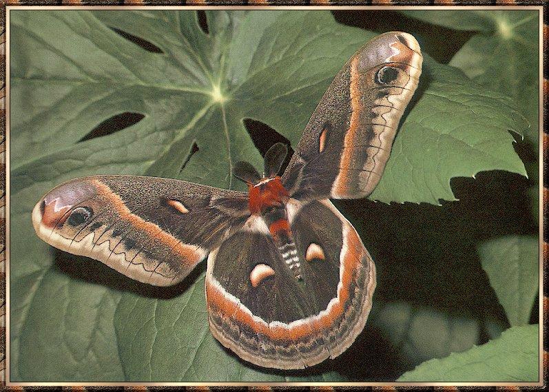 Moth bb001-Cecropia Moth-on leaf.jpg