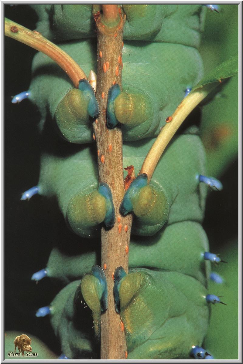 PO but 030 Chenille de Hyalophora cecropia 1.jpg