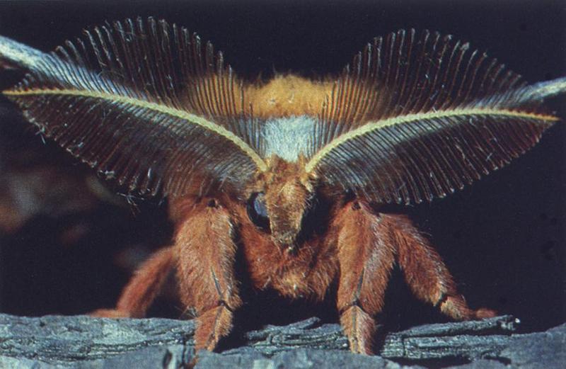 bs-nat-Polyphemus Moth-hab-ngs.jpg