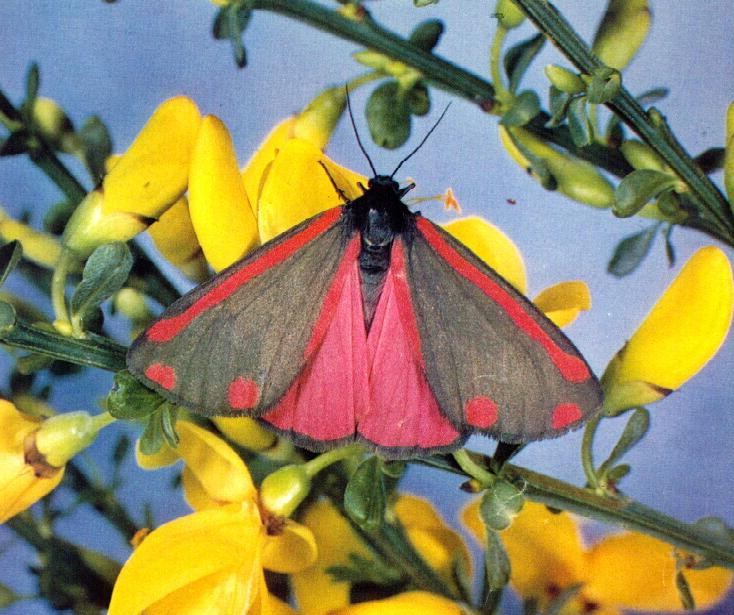 acbi9928-Cinnabar Moth.jpg