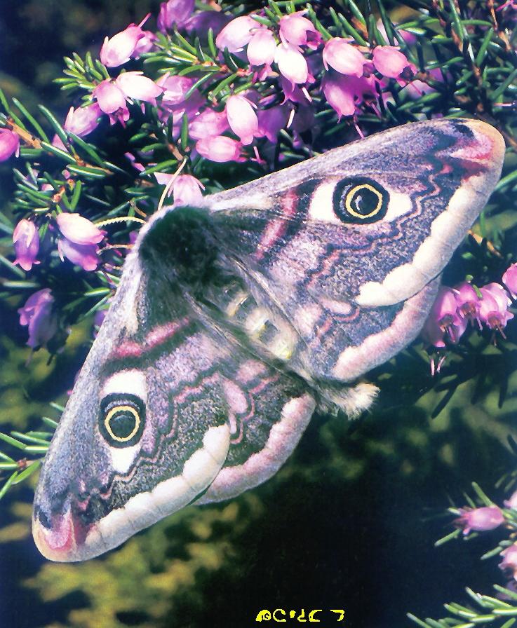 Emperor Moth-hanging flowers-closeup.jpg
