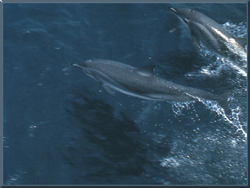 Clymene Dolphin 01.jpg
