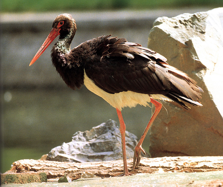 Black Stork (Ciconia nigra).jpg