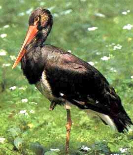 Black Stork (Ciconia nigra).jpg