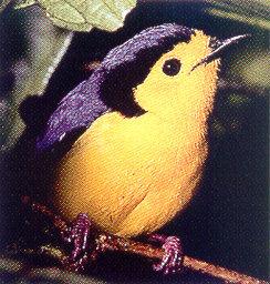 lj Dwarf Whistler-New Guinea.jpg