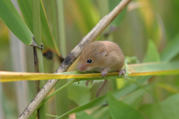 Harvest mouse(20050625, Nak  Estuary)-2-1.jpg