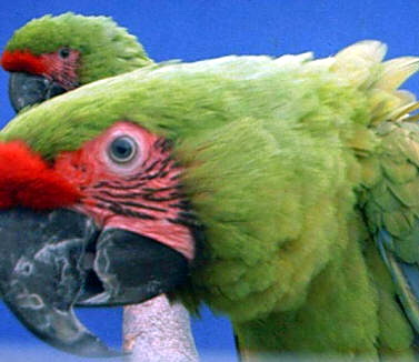 Great Green Macaw.jpg