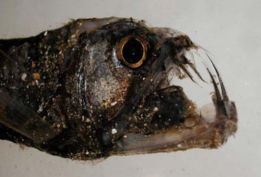 viperfish.jpg