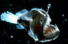 Deep Sea Angler (Melanocetus johnsoni).jpg