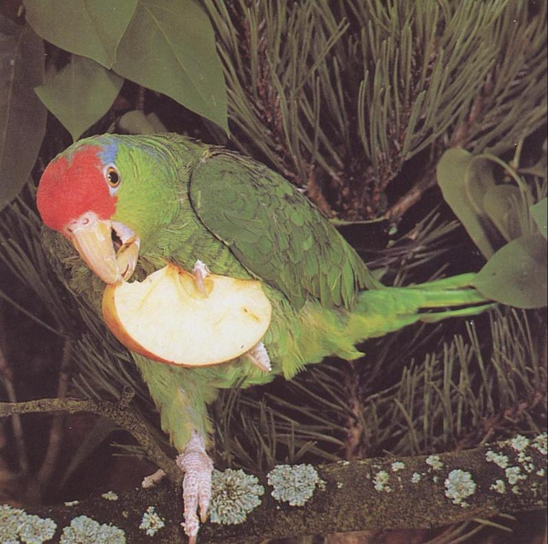 Mexican Red-head parrot eating an apple.jpg