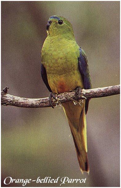 bird-008 Orange-bellied Parrot.jpg