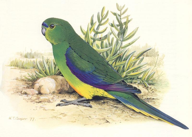 AES oz 031 Orange-bellied parrot - neophema chrysogaster.jpg