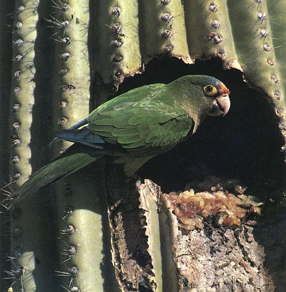 Orange-fronted Parakeet 01-cactus nest.jpg