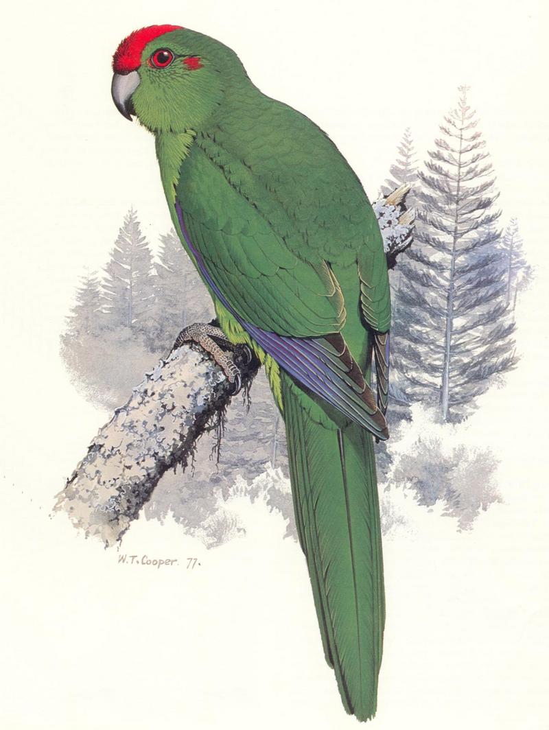 AES oz 030 Norfolk island parrot - cyanoramphus novaezelandiae cookii.jpg
