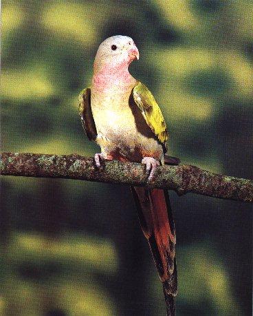 Princess Parrot-On Tree.jpg