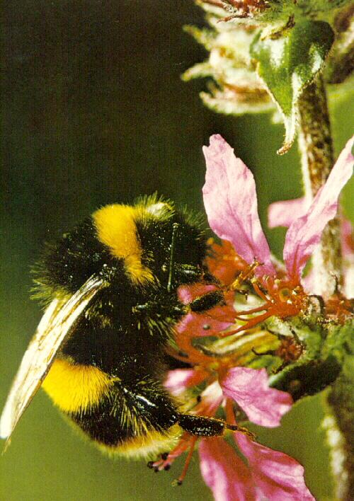 acbi9926-Bumble Bee-Sipping Nectar.jpg