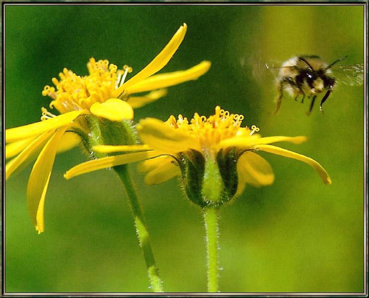bumblebee02-sj.jpg