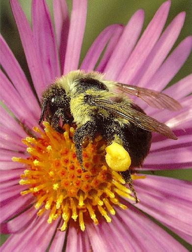 Bumblebee-1 Sipping Nectar.jpg