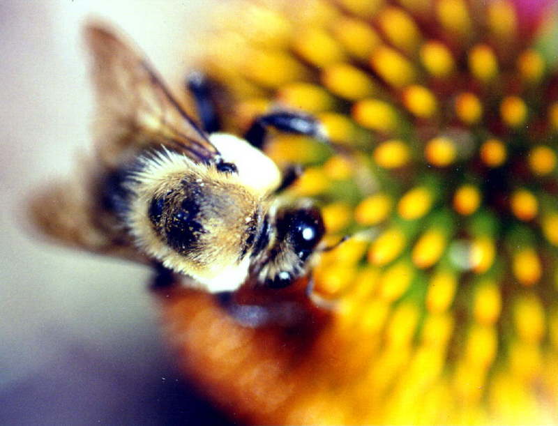 Busy Carpenter Bee-On Flower.jpg