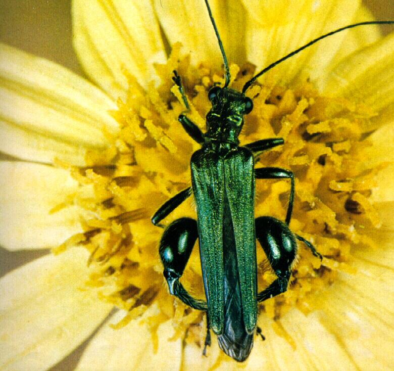 acbi9915-Thick-legged Flower Beetle.jpg