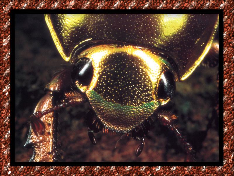 zfox bugs11 b1 golden scarab beetle.jpg