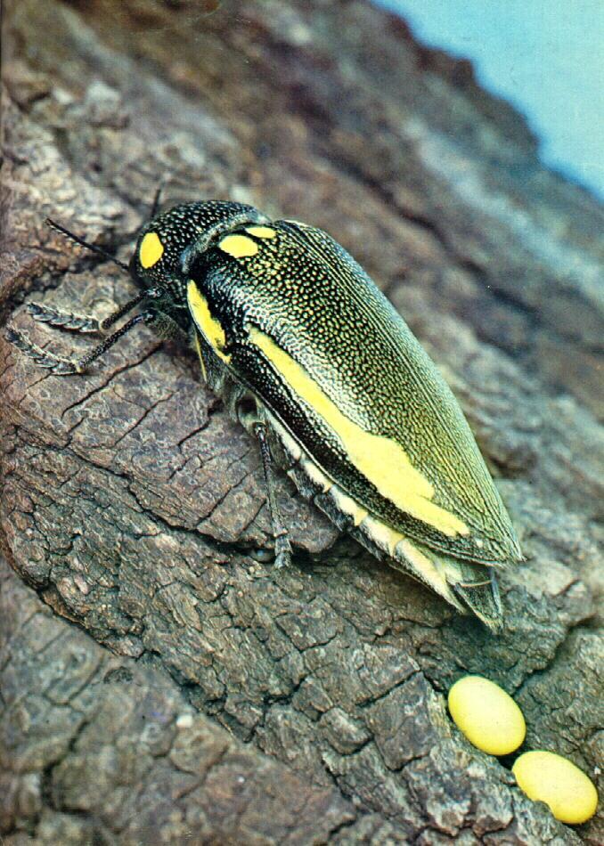 acbi9912-Jewel Beetle-from South Africa-laying yellow eggs.jpg