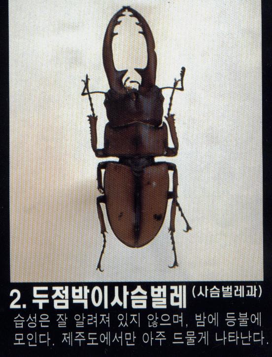 02 두점박이사슴벌레.gif