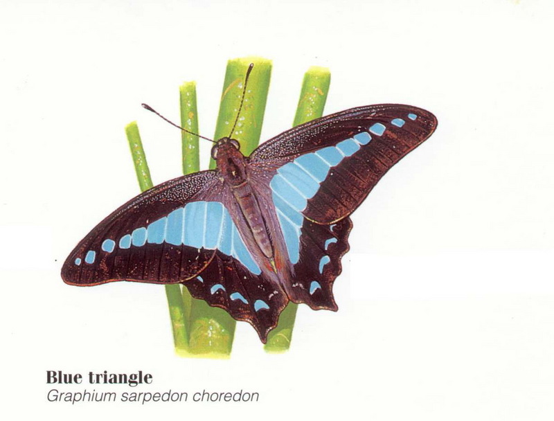 Blue Triangle Butterfly (Graphium sarpedon choredon), Australia.jpg