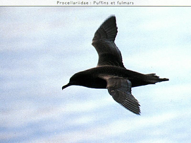 Ds-Oiseau 112-Shearwater-in flight.jpg