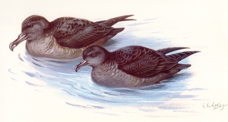 TITI  Sooty Shearwater(L) and Short-Tailed Shearwater(R) oz.jpg