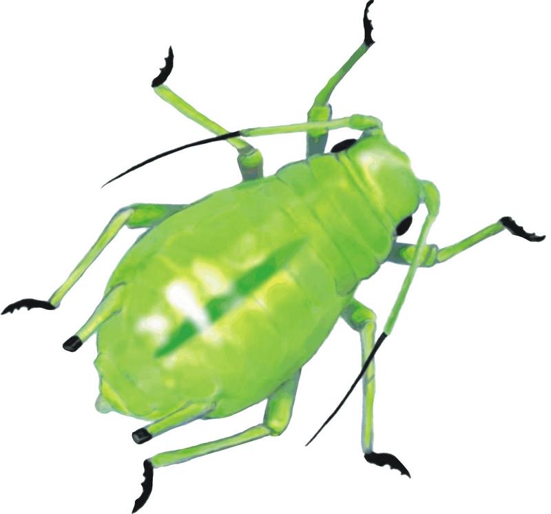 greenbug.gif