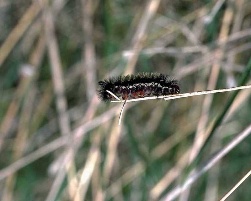 anmin016-Black Caterpillar.jpg