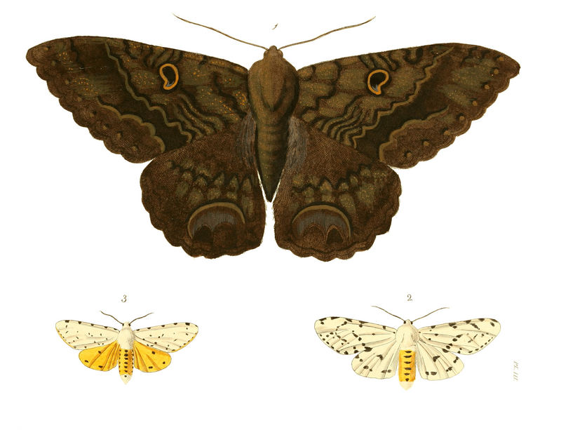 Illustrations of Exotic Entomology I 03.jpg