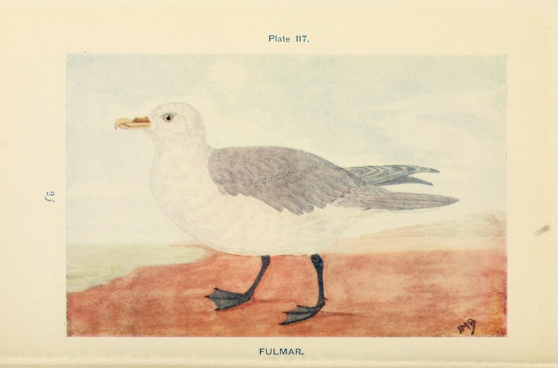 British birds and their eggs (Plate 117) (8452427675).jpg