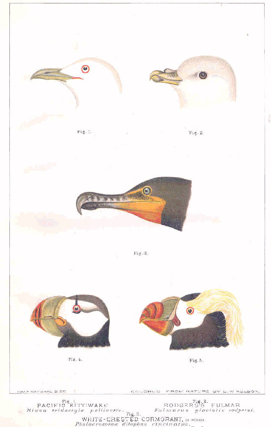 FMIB 32848 Pacific Kittiwake Rissa tridactyla pollicaris; Rodgers's Fulmar Fulmarus glacialis rodgersi; White-Crested Cormorant, in winter.jpeg