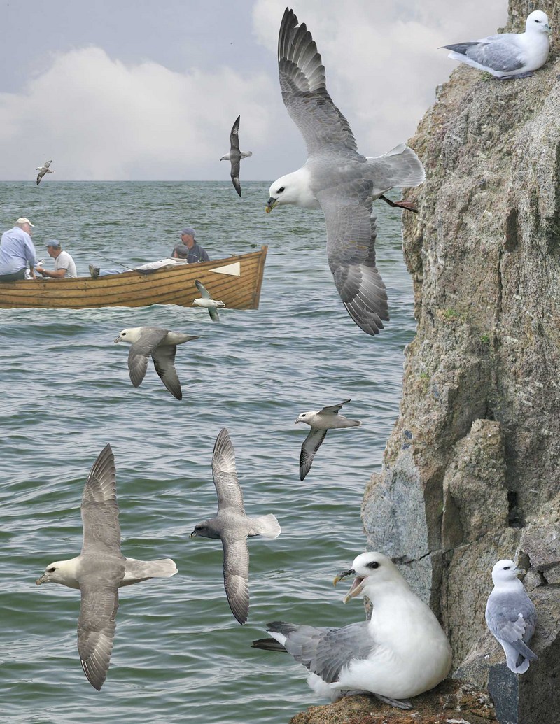 Northern Fulmar from the Crossley ID Guide Britain and Ireland.jpg