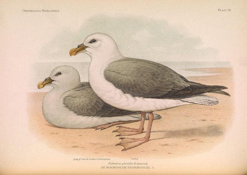Ornithologia neerlandica (PLAAT 13) (6940964508).jpg
