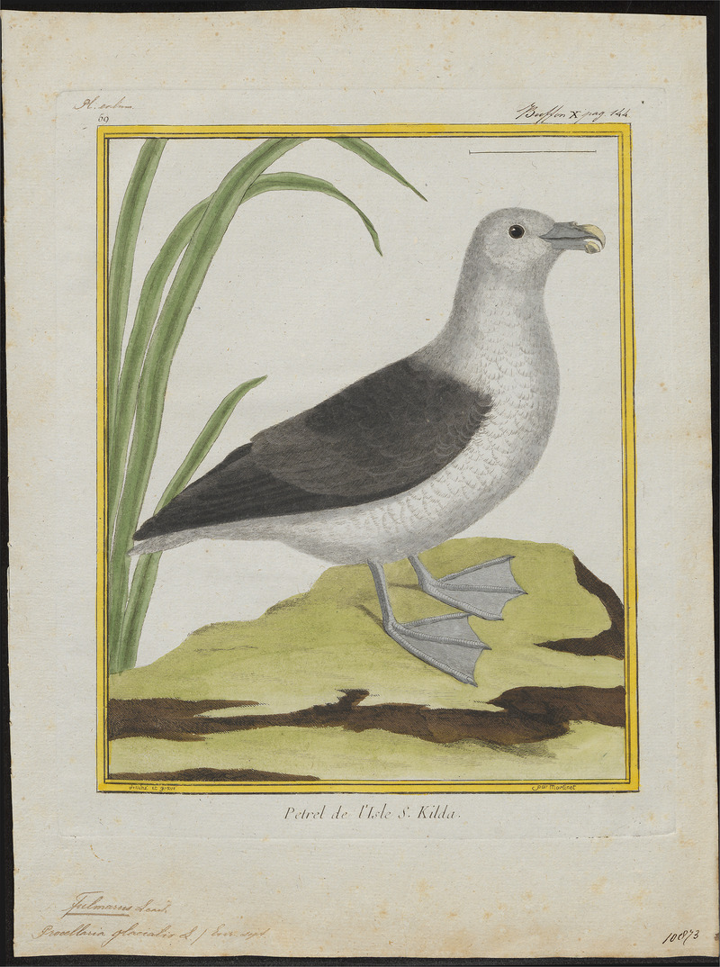 Fulmarus glacialis - 1700-1880 - Print - Iconographia Zoologica - Special Collections University of Amsterdam - UBA01 IZ17900074.jpg