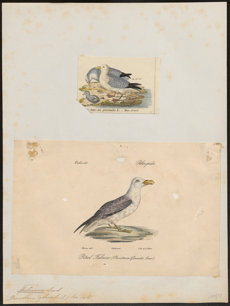Fulmarus glacialis - 1700-1880 - Print - Iconographia Zoologica - Special Collections University of Amsterdam - UBA01 IZ17900076.jpg