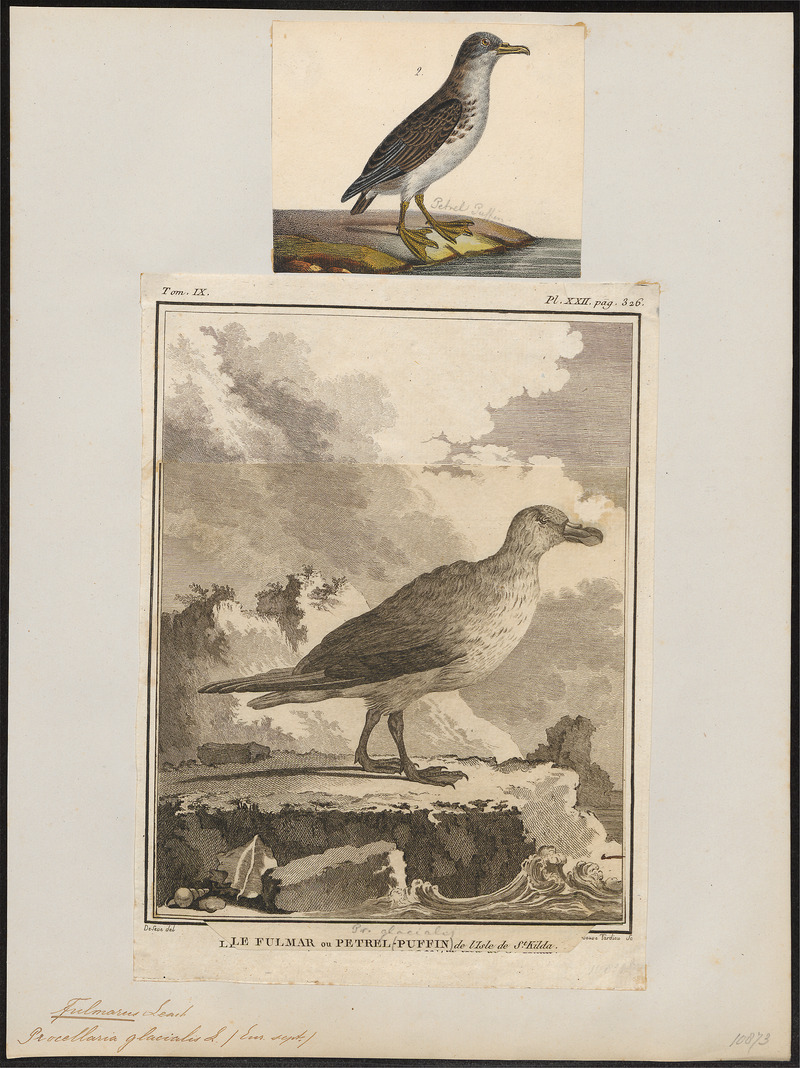 Fulmarus glacialis - 1700-1880 - Print - Iconographia Zoologica - Special Collections University of Amsterdam - UBA01 IZ17900078.jpg