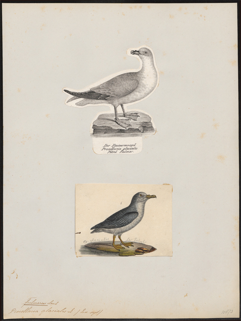 Fulmarus glacialis - 1700-1880 - Print - Iconographia Zoologica - Special Collections University of Amsterdam - UBA01 IZ17900080.jpg