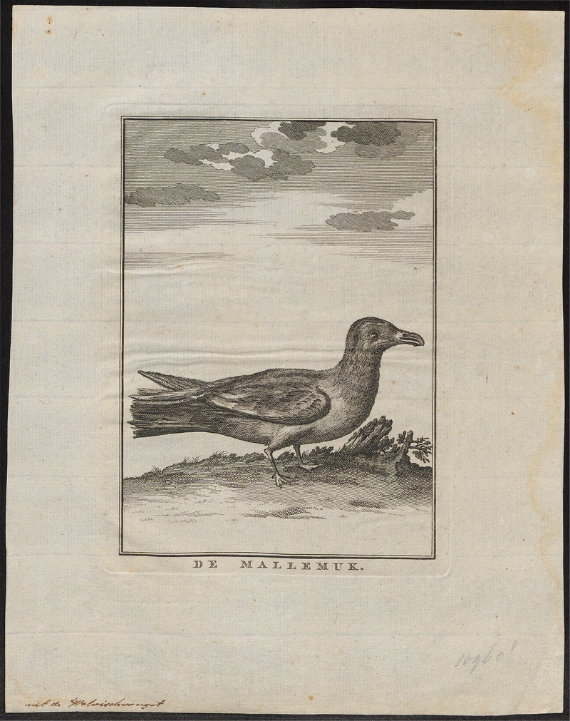 Larus glaucus - 1700-1880 - Print - Iconographia Zoologica - Special Collections University of Amsterdam - UBA01 IZ17900230.jpg