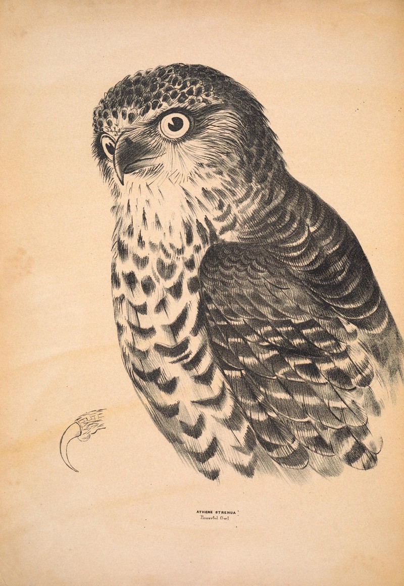 Companion to Gould's Handbook; or, Synopsis of the birds of Australia (Plate 9) (6943629871).jpg