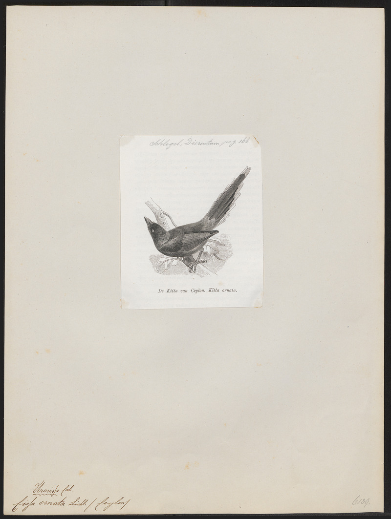 Cissa ornata - 1872 - Print - Iconographia Zoologica - Special Collections University of Amsterdam - UBA01 IZ15700059.jpg