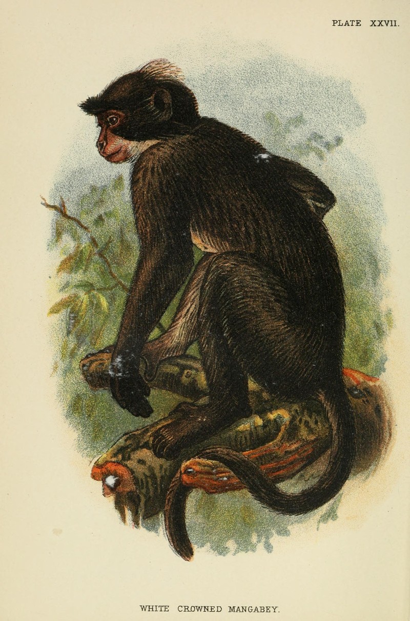A hand-book to the primates (Plate XXVII) (7047653373).jpg