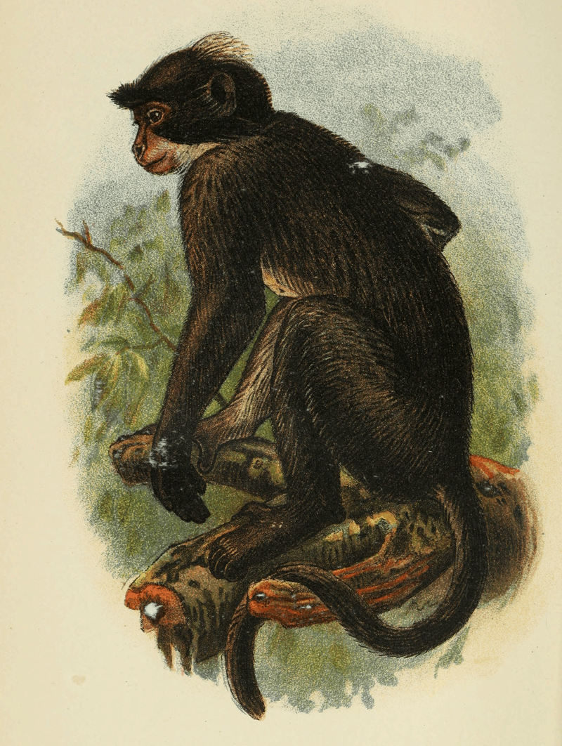 Handbook to the Primates Plate 27.jpg