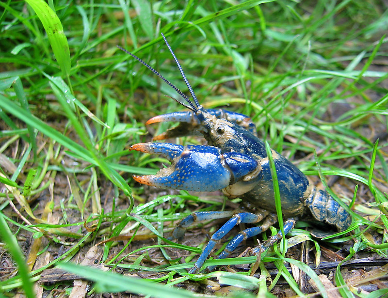 Blue Crayfish - Cambarus monongalensis (165812772).jpg