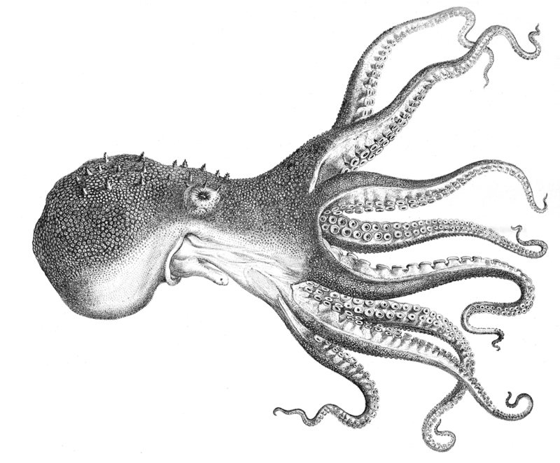 Octopus pallidus - pale octopus.jpg