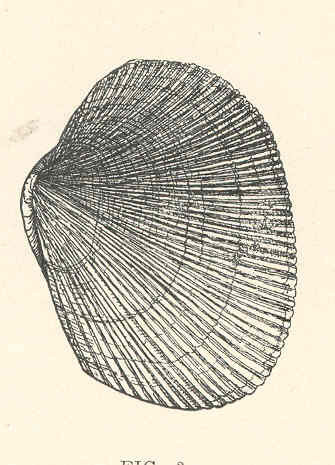 FMIB 44241 Paphia staminea, ripped-carpet shell, hard-shelled clam.jpeg