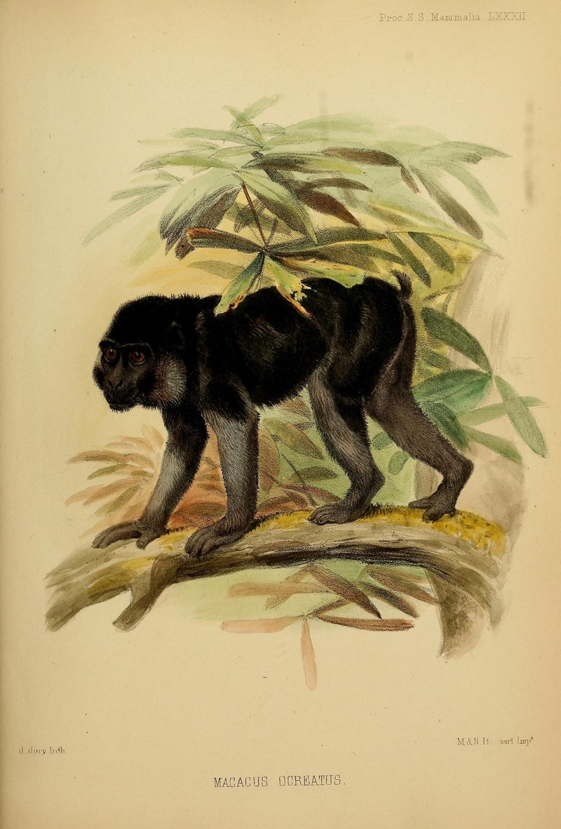 Proceedings of the Zoological Society of London (Mammalia Plate LXXXII) (7630029028).jpg